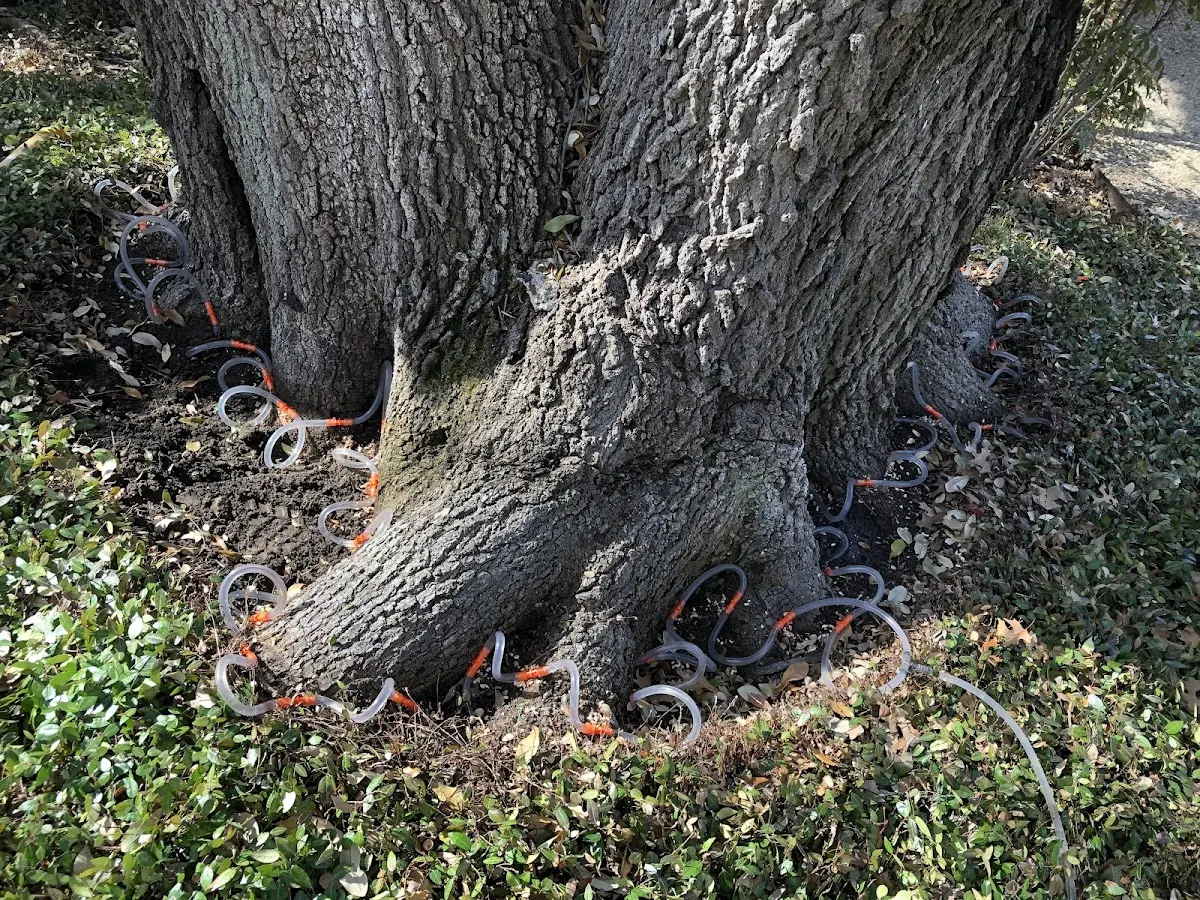 Detailed Tree Cabling and Bracing job site in Copper Center