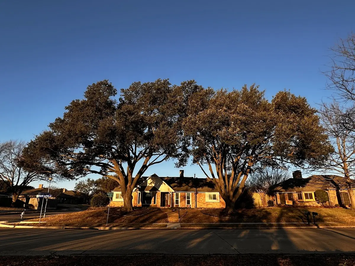 Established residential canopy tree shading a home in Copper Center
